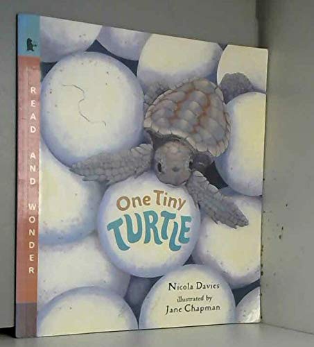 One Tiny Turtle: Read And Wonder – Paperback By Nicola Davies – Very Good