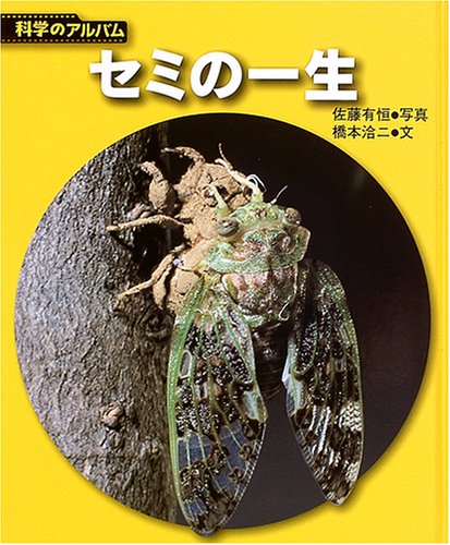 セミの一生 科学のアルバム Mi Te ミーテ