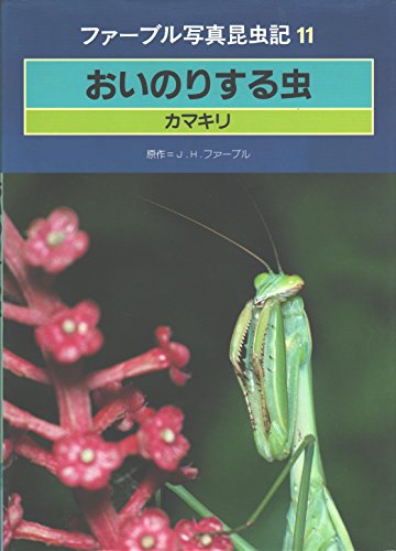 おいのりする虫: カマキリ (ファーブル写真昆虫記 11)｜mi:te[ミーテ]