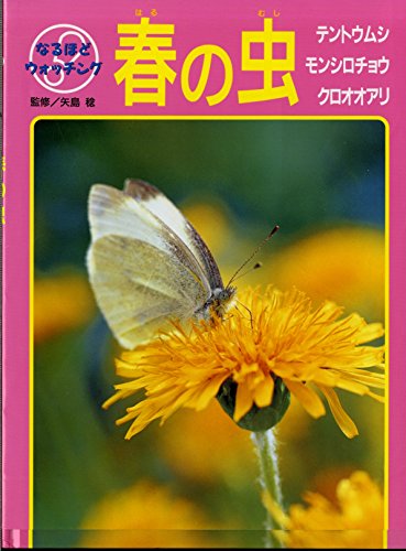 春の虫 テントウムシ モンシロチョウ クロオオアリ なるほどウォッチング Mi Te ミーテ