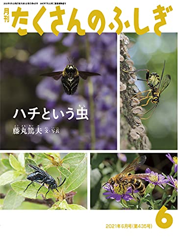 ハチという虫 (月刊たくさんのふしぎ2021年6月号)｜mi:te[ミーテ]