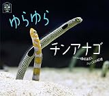 ゆらゆらチンアナゴ (ほるぷ水族館えほん)｜mi:te[ミーテ]